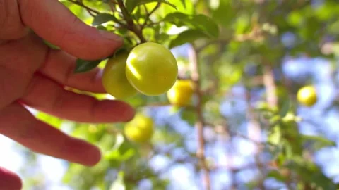 Hand picking yellow damson plum fruit from tree Vídeo Stock 340276811