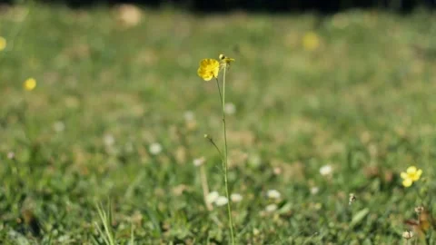Hand picking yellow flower from ground. Video stock 131474044