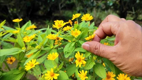 Hand picking yellow flowers Stock Footage 294977374