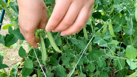 Hand picking young green peas from a bush. Stock Footage 246743716