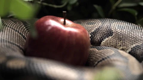 Hand picks an apple from a snake Stock Footage 128230161