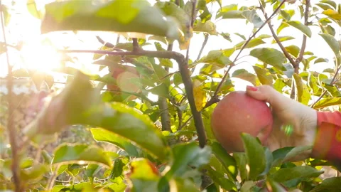 Hand picks an apple from a tree. Beautiful sunshine. Slow motion Stock Footage 97281872