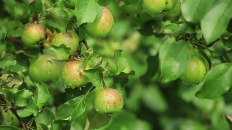 Hand picks an apple from the tree Stock Footage 53104697