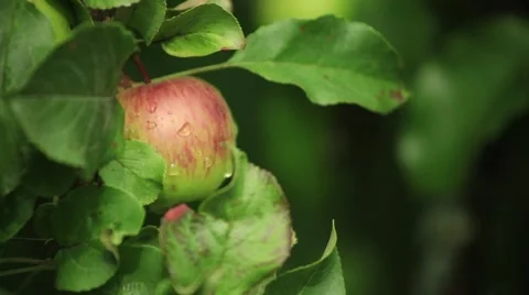 Hand picks an apple from the tree Stock Footage 53104713