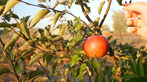A hand picks an apple from a tree. Slow motion Stock Footage 97278403