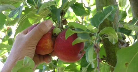 Hand picks apples from an apple tree Vídeos de archivo 161707792