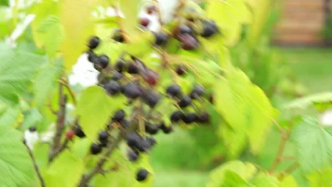 Hand picks berries of black currant close-up from a bush Stock Footage 157431176