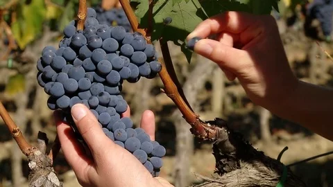 A hand picks a berry grape from a perfect bunch of Brunello di Montalcino grapes Stock Footage 73282042