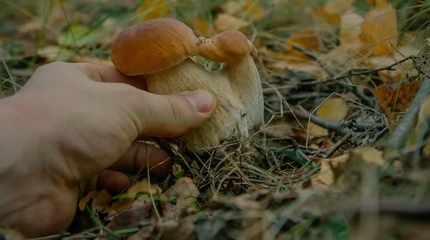 Hand picks boletus 库存影片 55805687
