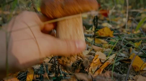 Hand picks boletus Stock Footage 55805726