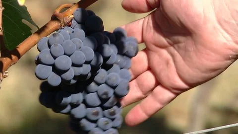 A hand picks a bunch of Brunello di Montalcino grapes on vine in Tuscany Stock Footage 73238038