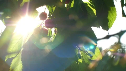 Hand picks cherries at sunset Stock Footage 114187576