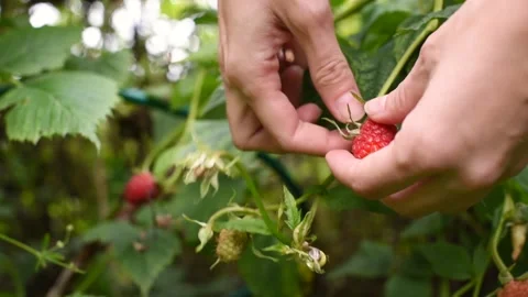 Hand picks a delicious raspberry from a bush branch close-up Stock Footage 153614114