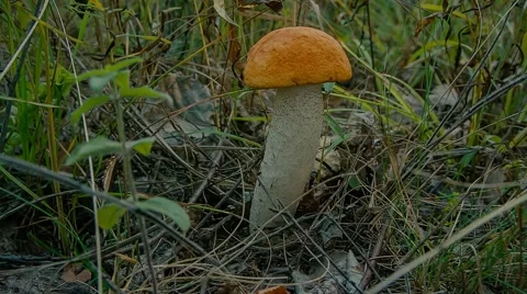 Hand picks orange-cap boletus Stock Footage 55805682