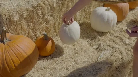 Hand picks out pumpkin Stock Footage 287643454