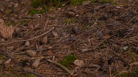 Hand picks up a pine cone in the forest Stock Footage 302899496