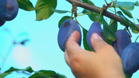 Hand picks plum from a tree branch Stock Footage 88681532