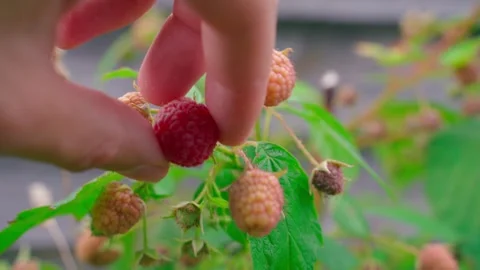 A hand picks a red ripe raspberry, close-up Stock Footage 255764098