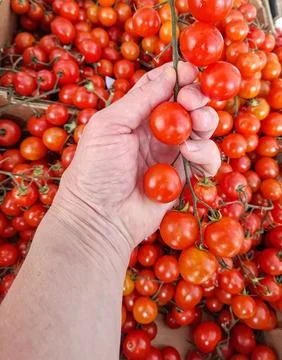 Hand picks ripe cluster of cherry tomatoes in crate full of fresh produce a.. Stock Photos