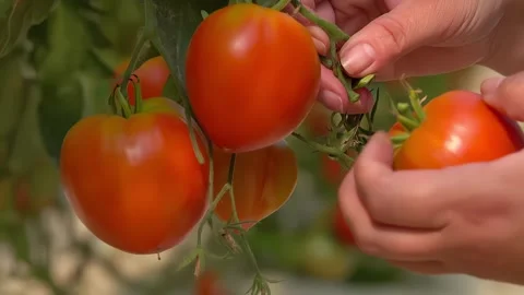 A hand picks a ripe large tomato from a branch Stock Footage 267440211
