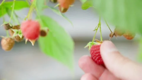 A hand picks a ripe raspberry close-up Stock Footage 256868822