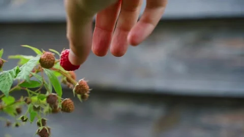 A hand picks a ripe red raspberry close-up, slow motion. Plantation with growing Stock Footage 253788801