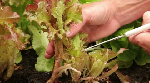 Hand picks salad lettuce Stock Footage 11799956