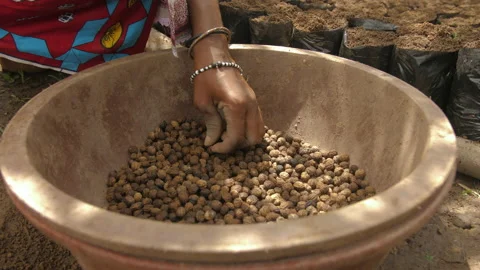 A hand picks up a seed in a basin to plant it, in Ivory Coast Stock Footage 220797783