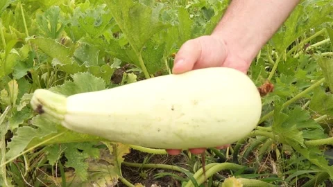 Hand picks a vegetable marrow Stock Footage 170449024