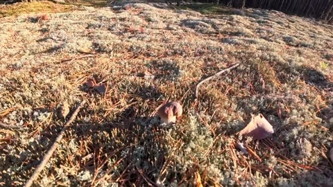 Hand Picks Wild Mushroom on Mossy Pine Forest Floor, Poland Stock Footage 344954429