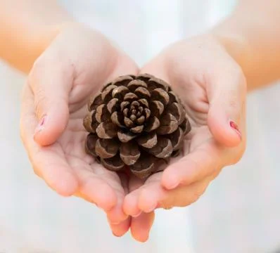 Hand with pine seed Stock Photos