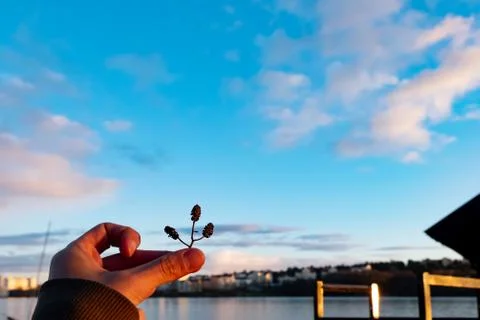 Hand with Pine Seeds Foto stock