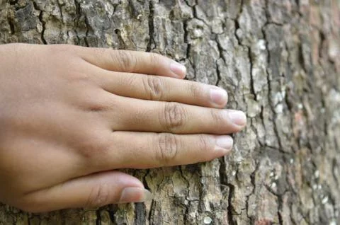 A hand, placed on the trunk Foto stock