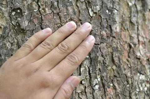 A hand, placed on the trunk Foto stock