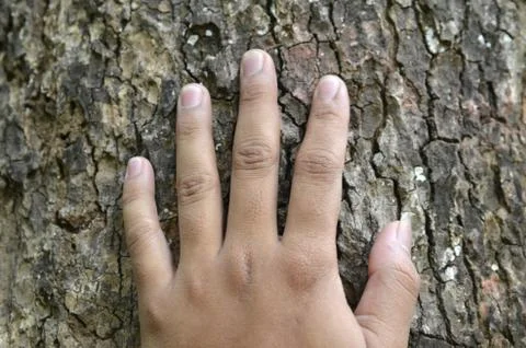 A hand, placed on the trunk Stock Photos