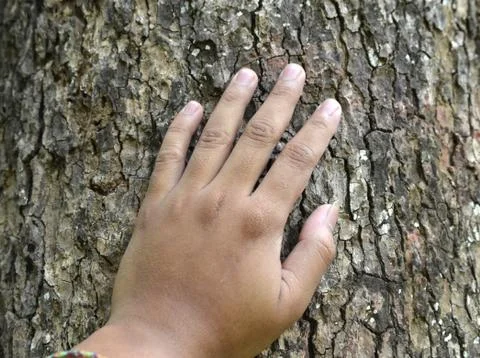 A hand, placed on the trunk Foto stock