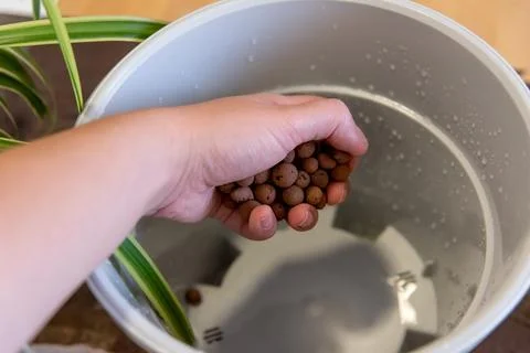 Hand places clay pellets inside plastic planter beside green houseplant leave Stock-Fotos