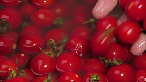 The hand places several small red tomatoes with others in the water Stock Footage 142748951