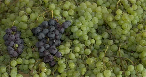 A hand placing bunches of dark grapes on a table with spread grapes. Stock Footage 284092385