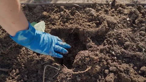 Hand placing cabbage seedling into hole in soil before planting top view Stock Footage 340388893