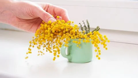 Hand placing delicate spring blossoms into an enamel mug Stock Photos