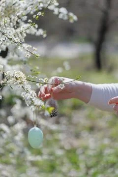 Hand placing Easter egg on blooming spring tree Стоковые фото