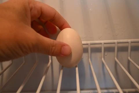 Hand placing an egg inside a refrigerator 스톡 사진