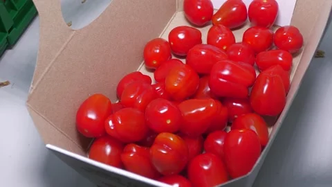 Hand Placing Fresh Ripe Tomatoes into Bowl Stock-Footage 346170344