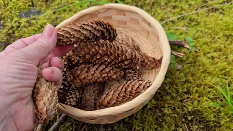 Hand placing small pine cones into straw plate on moss Stock Footage 344058387