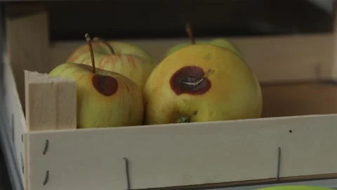Hand placing spoiled apple with rotten spot into wooden crate among bad fruit Video stock 344877212