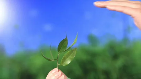 Hand with a plant Stockbeeldmateriaal 544731