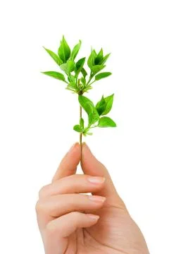 Hand with plant Stock Photos