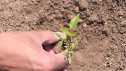 The hand that planted the tree into the soil Stock Footage 125117516