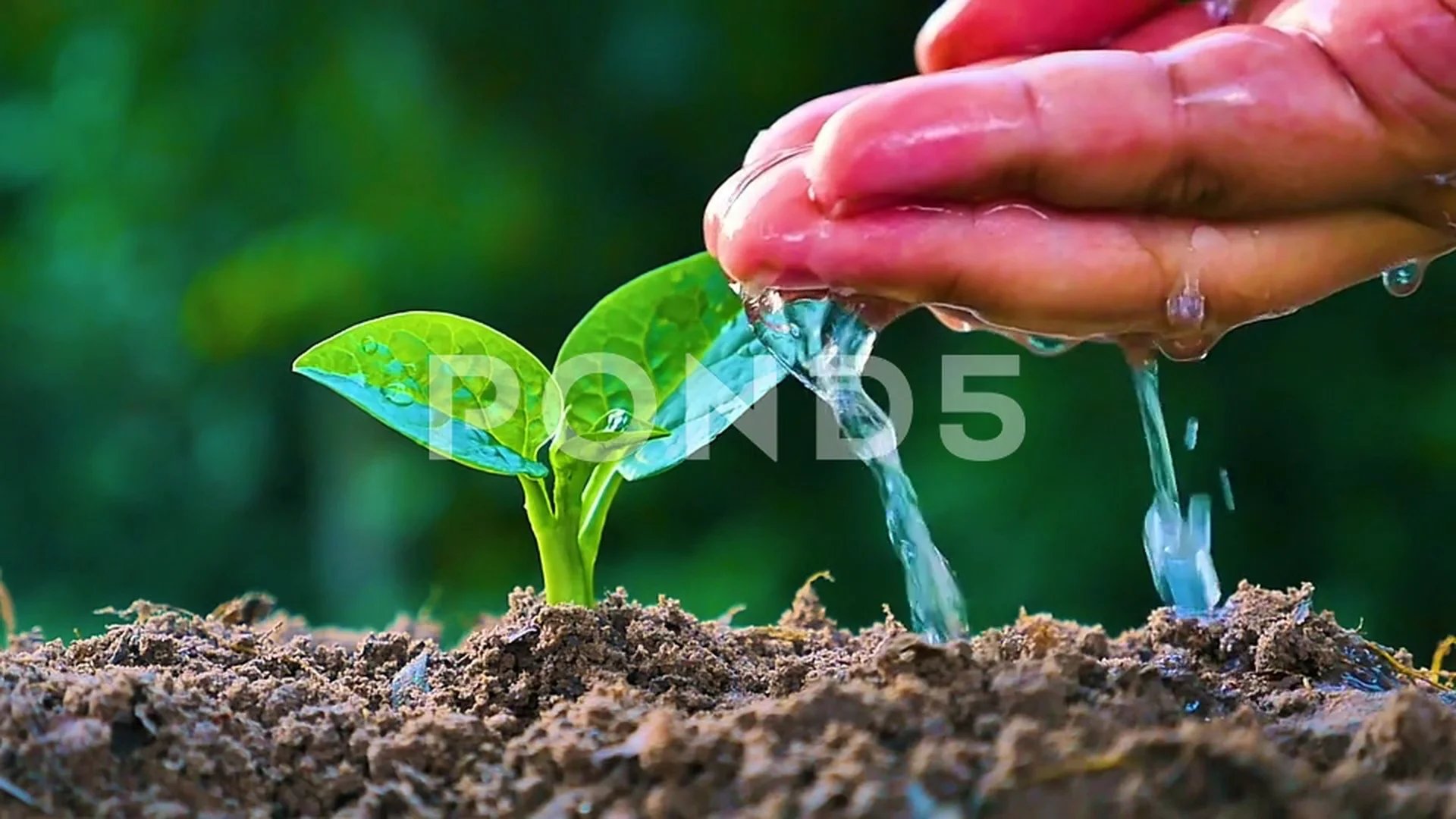 https://images.pond5.com/hand-planting-and-giving-water-090795624_prevstill.jpeg